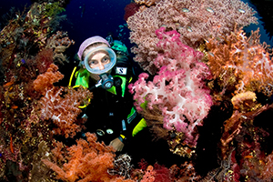 Kleurrijke zachte koralen