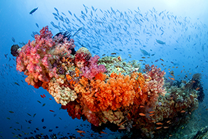 Wondermooie koraalblok