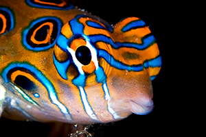 spotted mandarinfish