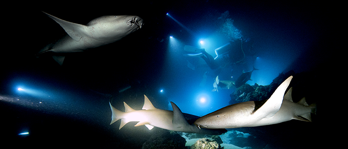 La plongée sous-marine aux Maldives