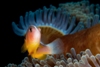 Amphiprion Akallopisos