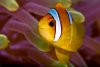 Amphiprion Bicinctus