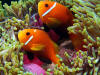 Amphiprion Nigripes
