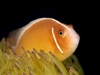Amphiprion Perideraion