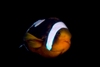 Amphiprion Polymnus