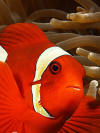 Amphiprion Rubacinctus