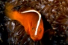 Amphiprion Sandaracinos