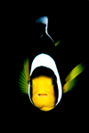 Amphiprion Sebae