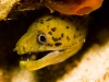 Gymnothorax Fimbriatus
