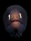 Gymnothorax Thyrsoideus